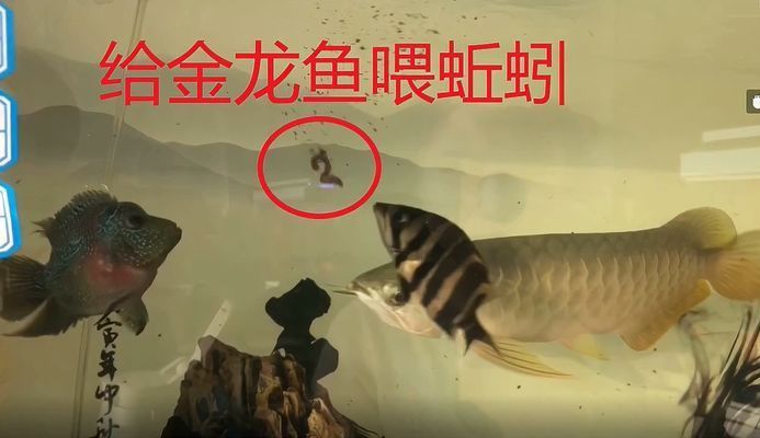 龍魚適合吃什么蚯蚓vs祥龍魚場：祥龍魚場評價(jià)龍魚飼料選擇指南