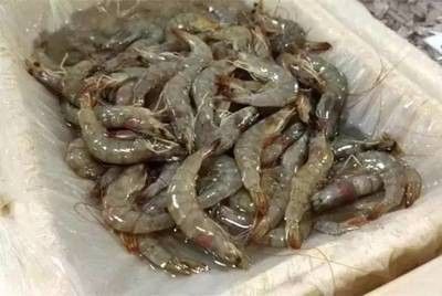 龍魚特效抗菌藥有哪些：龍魚特效抗菌藥使用注意事項