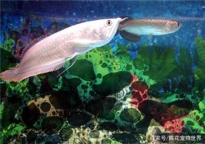 龍魚(yú)尾巴長(zhǎng)痘痘正常嗎vs祥龍魚(yú)場(chǎng)：龍魚(yú)尾巴上長(zhǎng)痘痘是一種常見(jiàn)現(xiàn)象，龍魚(yú)尾巴長(zhǎng)痘痘不正常