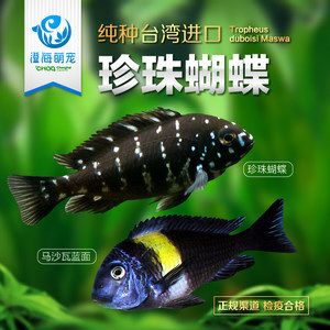 龍魚浮水面游：龍魚浮水面游可能由多種因素引起， 龍魚百科 第4張