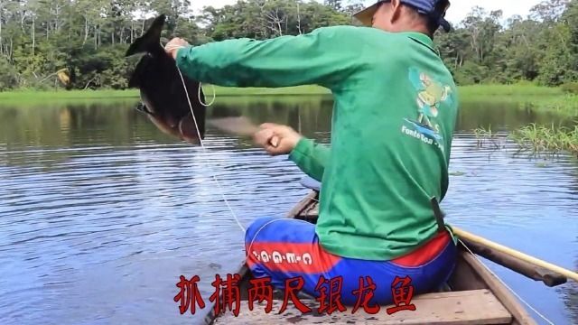 龍魚紀(jì)錄片：亞馬遜龍魚生態(tài)保護(hù)區(qū)，淡水魚類紀(jì)錄片推薦 龍魚百科 第2張