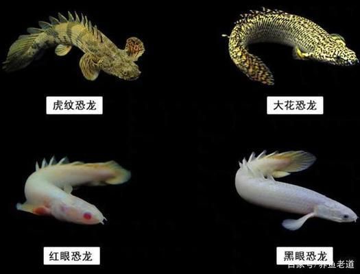 龍魚紀(jì)錄片：亞馬遜龍魚生態(tài)保護(hù)區(qū)，淡水魚類紀(jì)錄片推薦 龍魚百科 第5張