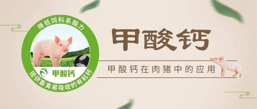 龍魚飼養(yǎng)條件要求標準vs祥龍魚場：龍魚飼養(yǎng)條件要求與龍祥魚場的實際操作情況對比分析 vs祥龍魚場 第2張