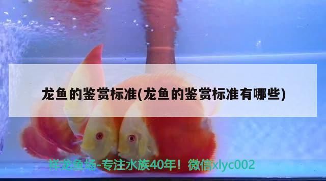 龍魚品相怎么看vs祥龍魚場(chǎng)：如何評(píng)估龍魚品相