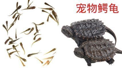 龍魚營(yíng)養(yǎng)：龍魚的營(yíng)養(yǎng)需求主要包括哪些？ 龍魚百科 第5張