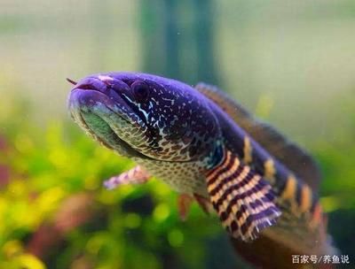 雷龍魚 飼料還是蝦：雷龍魚的飼料選擇應(yīng)當多樣化，雷龍魚飼料保存技巧 龍魚百科 第5張