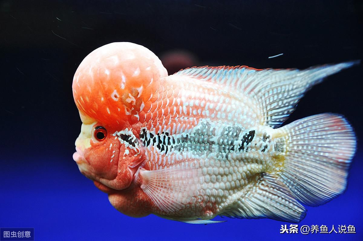 龍魚排行榜：龍魚養(yǎng)殖技巧分享 龍魚百科 第3張