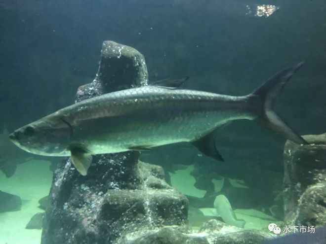 龍魚多大可以喂活食：龍魚多大可以開始喂活食，龍魚多大才能適應(yīng)新的食物 水族問答 第3張