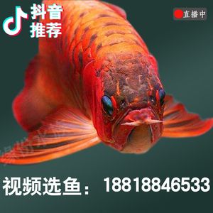 龍魚幼苗多少錢一條啊：龍魚幼苗的價格因品種、品種、大小等因素而有很大差異 龍魚百科 第4張