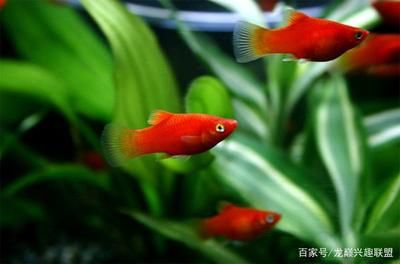 龍魚多大能繁殖：龍魚在什么條件下能開始繁殖呢？ 水族問答 第2張