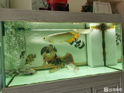 龍魚吃大白片可以嗎：龍魚可以吃大白片嗎 龍魚百科 第1張