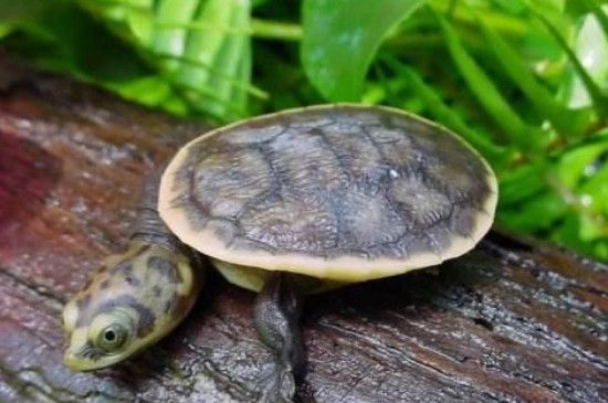 龍魚多大魚缸最好用水草泥：養(yǎng)殖龍魚時(shí)，如何正確地添加和維護(hù)水草泥？ 水族問(wèn)答 第2張