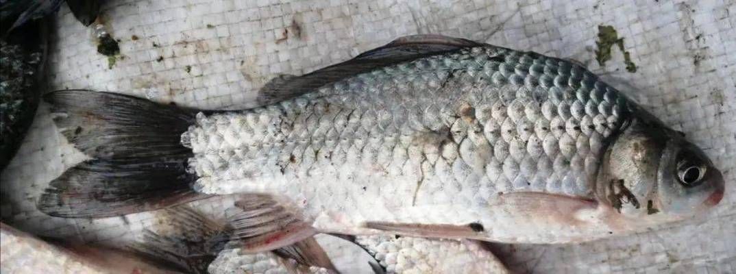 龍魚多高水位：關(guān)于龍魚水位的問題 水族問答 第2張