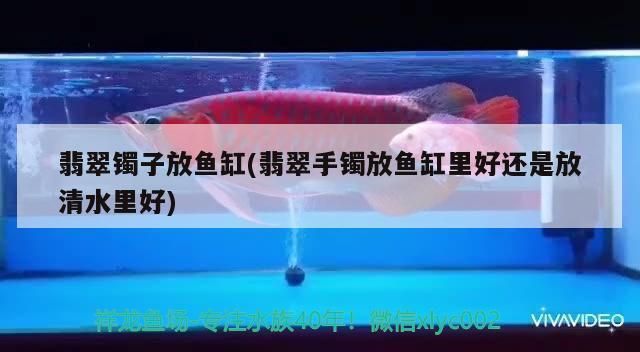 龍魚喂泥鰍好還是小魚好vs祥龍魚場：龍魚喂泥鰍好還是喂小魚好 vs祥龍魚場 第1張