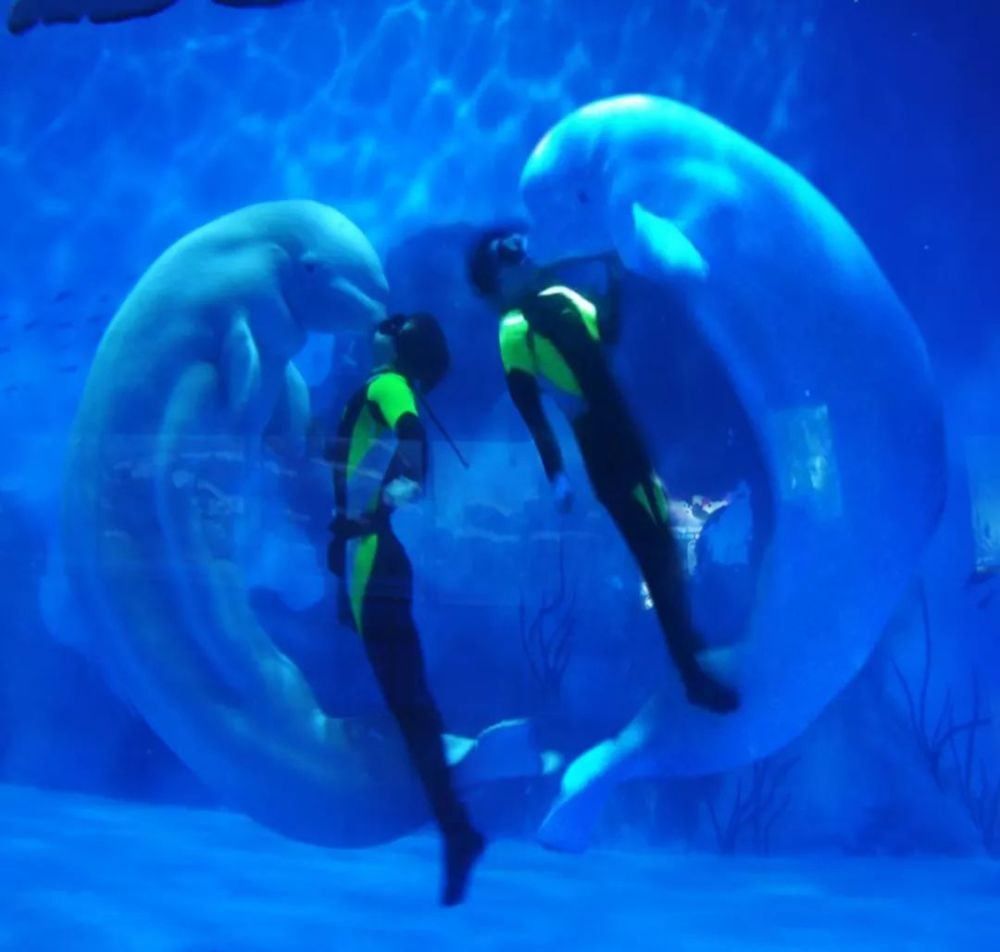 天津水族館：天津水族館是一個(gè)集娛樂、學(xué)習(xí)和環(huán)保于一體的綜合性景點(diǎn) 龍魚百科 第5張