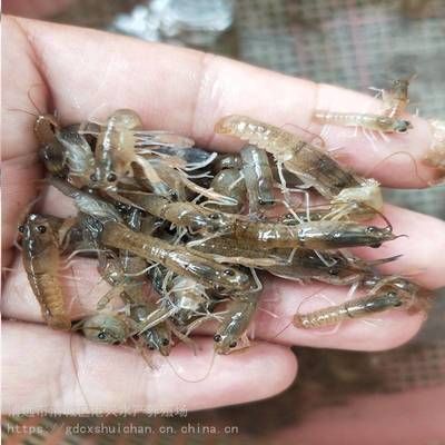 龍魚(yú)小魚(yú)苗吃什么飼料好：龍魚(yú)小魚(yú)苗的飼料選擇對(duì)于它們的健康成長(zhǎng)至關(guān)重要 龍魚(yú)百科 第3張