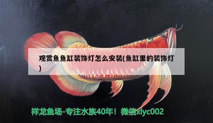 龍魚鱗片有點(diǎn)翹起怎么回事vs祥龍魚場(chǎng)：龍魚鱗片翹起可能由多種因素引起 vs祥龍魚場(chǎng) 第5張