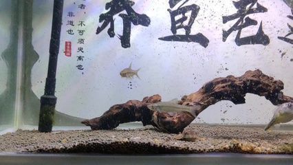 龍魚爛尾巴恢復(fù)要多久vs祥龍魚場：龍魚尾巴爛了恢復(fù)需要的時間因個體而異 vs祥龍魚場 第5張