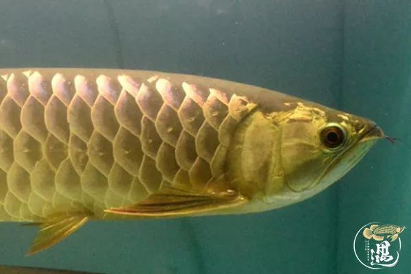 龍魚(yú)立鱗需要每天換水嗎vs祥龍魚(yú)場(chǎng)：龍魚(yú)立鱗需要每天換水嗎 vs祥龍魚(yú)場(chǎng) 第5張