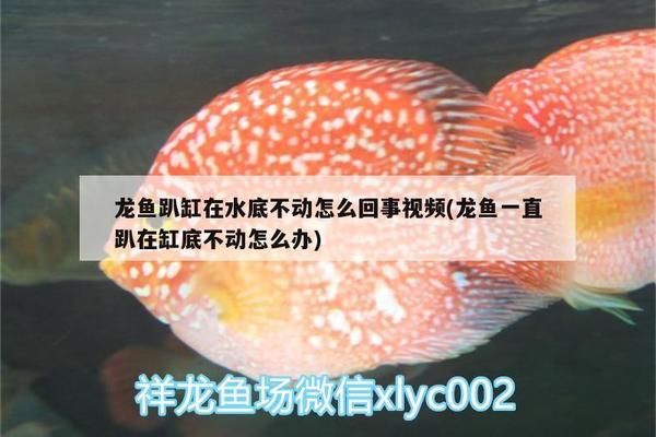 龍魚趴缸不動(dòng)了怎么處理vs祥龍魚場(chǎng)：祥龍魚場(chǎng)龍魚健康狀況，龍魚趴缸后恢復(fù)方法