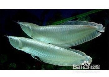 龍魚(yú)在下面不動(dòng)：龍魚(yú)在魚(yú)缸底部不動(dòng)可能由于多種因素導(dǎo)致的原因引起 龍魚(yú)百科 第5張