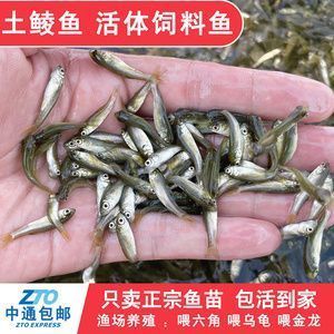 龍魚喂啥上色快vs祥龍魚場：“龍魚喂啥上色快”與“祥龍魚場”兩個品牌在提升龍魚色彩方面的效果 vs祥龍魚場 第2張