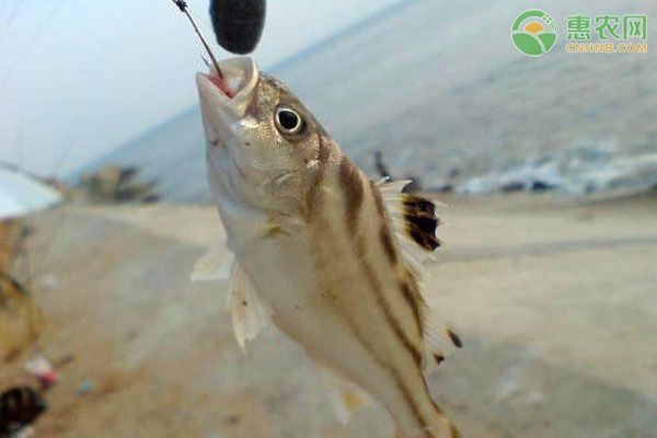 丁加奴吉羅魚：丁加奴吉羅魚的烹飪方法丁加奴吉羅魚的價格范圍 吉羅魚批發(fā) 第4張