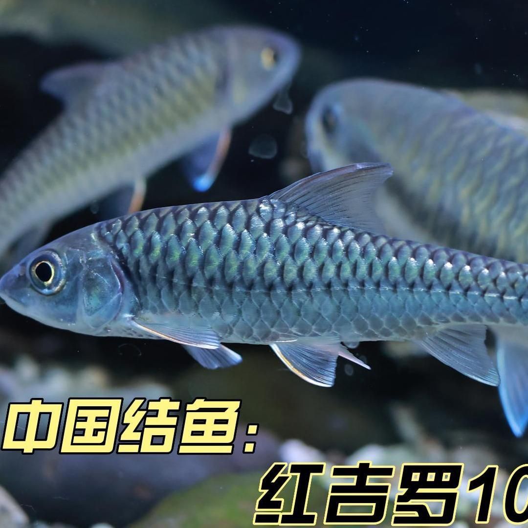 國(guó)結(jié)吉羅魚：國(guó)結(jié)吉羅魚的基本特征、生活習(xí)性、繁殖方式及人工養(yǎng)殖方法 吉羅魚批發(fā) 第5張