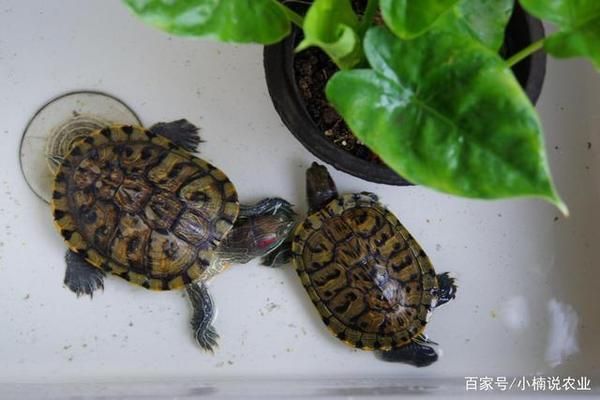 龍魚餓了會(huì)打架嗎：龍魚在饑餓狀態(tài)下可能會(huì)通過爭(zhēng)斗的方式來爭(zhēng)奪食物 水族問答 第2張