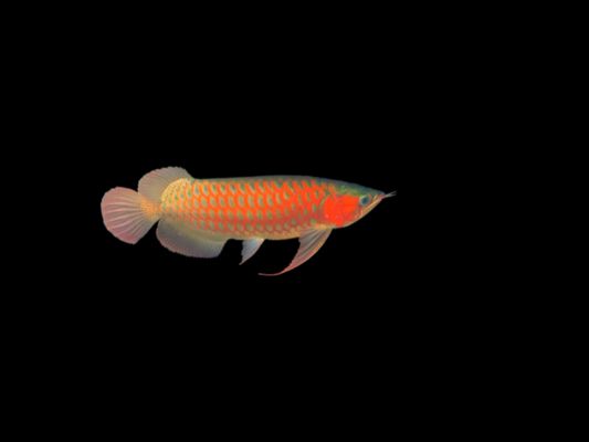 印尼紅結(jié)魚吉羅魚：印尼紅結(jié)魚（gilamonstera） 吉羅魚批發(fā) 第4張