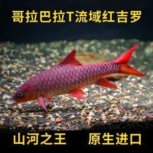 印度皇室藍吉羅魚：印度皇室藍吉羅魚的飼養(yǎng)技巧藍吉羅魚的繁殖方法