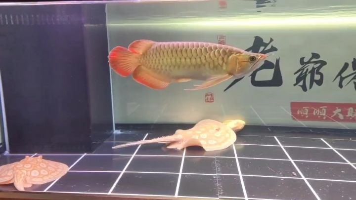 魚兒悠閑的游動的，人兒忙碌的奔波。：人與自然之間的關系及其對生活節(jié)奏的影響 觀賞魚論壇