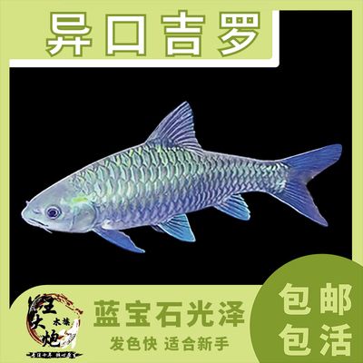 緬甸野生尖嘴盈江吉羅魚：吉羅魚的市場價格 吉羅魚批發(fā) 第2張