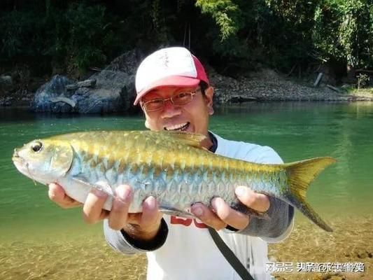 長江金吉吉羅魚：“長江金吉羅魚”可能存在表述混淆或認知偏差以下維度 吉羅魚批發(fā) 第1張