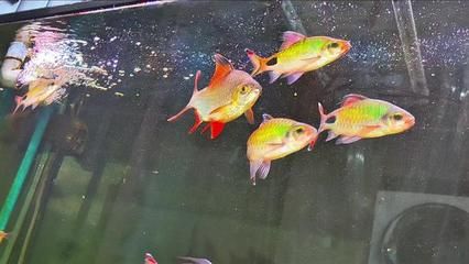 紫紅吉羅魚：什么是紫紅吉羅魚？