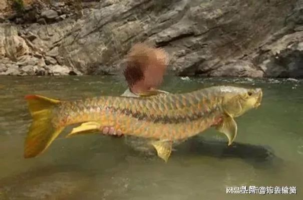 盈江結(jié)魚吉羅魚：盈江結(jié)魚吉羅魚價格 吉羅魚批發(fā) 第4張