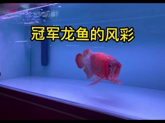 盤古杯世界龍魚錦標(biāo)賽：盤古杯世界龍魚錦標(biāo)賽是一項(xiàng)與龍魚相關(guān)的賽事 龍魚百科 第4張