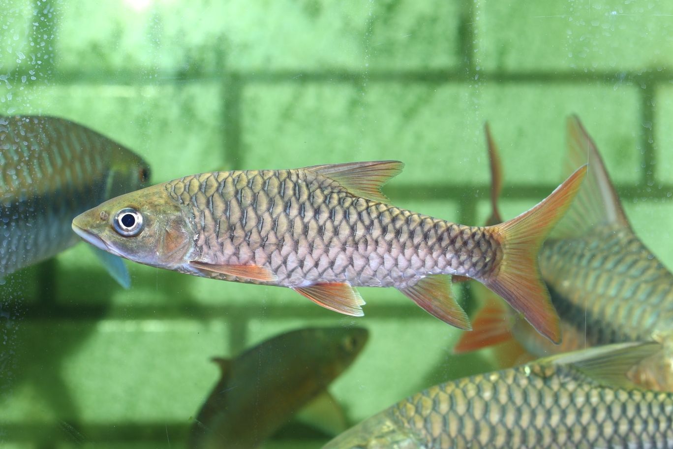 馬拉巴爾吉羅魚：馬拉巴爾吉羅魚是一種在南亞和東南亞的河流和湖泊中生活的大型魚類 吉羅魚批發(fā) 第3張