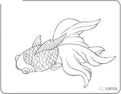 龍魚畫像白描：龍魚畫像白描技巧，龍魚白描上色指南，傳統(tǒng)白描上色指南 龍魚百科 第1張