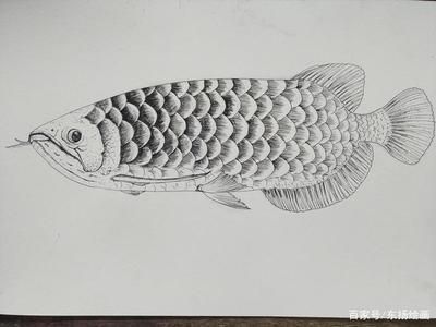 龍魚畫像白描：龍魚畫像白描技巧，龍魚白描上色指南，傳統(tǒng)白描上色指南 龍魚百科 第5張