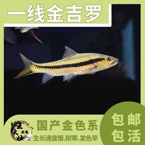 泰國(guó)金似丘吉羅魚(yú)：泰國(guó)金似丘吉羅魚(yú)價(jià)格 吉羅魚(yú)批發(fā) 第5張