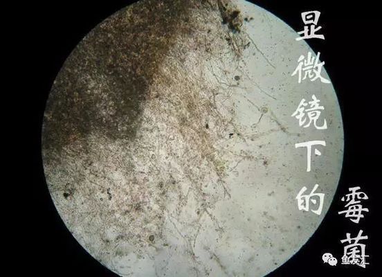 龍魚水霉立鱗用土霉素可以嗎vs祥龍魚場：土霉素治療龍魚水霉病的效果如何 vs祥龍魚場 第3張