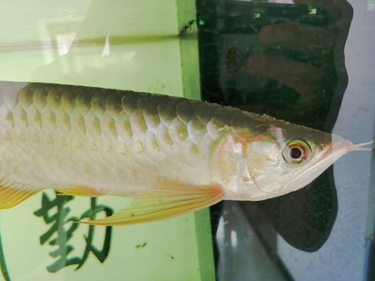 龍魚水霉立鱗用土霉素可以嗎vs祥龍魚場：土霉素治療龍魚水霉病的效果如何 vs祥龍魚場 第5張