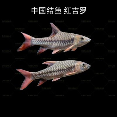 秋蘭湖吉羅魚(yú)：秋蘭湖吉羅魚(yú)的價(jià)格行情吉羅魚(yú)的烹飪方法介紹 吉羅魚(yú)批發(fā) 第2張