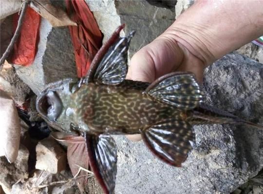 秋蘭湖吉羅魚(yú)：秋蘭湖吉羅魚(yú)的價(jià)格行情吉羅魚(yú)的烹飪方法介紹 吉羅魚(yú)批發(fā) 第3張