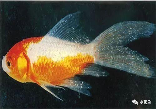 龍魚發(fā)快遞可以堅(jiān)持幾天：關(guān)于龍魚快遞的問題 水族問答 第2張