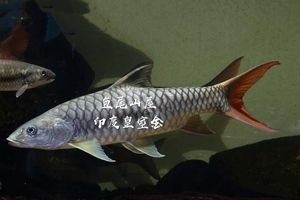 一線金吉羅魚：一線金吉羅魚兼具觀賞價值與生態(tài)意義 吉羅魚批發(fā) 第3張