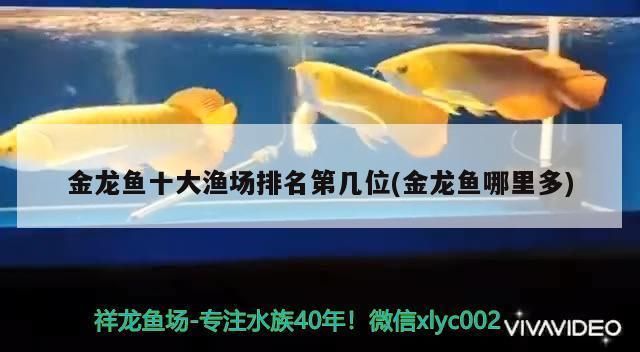 金龍魚漁場排名第幾：世界十大金龍魚漁場排名 龍魚百科 第1張