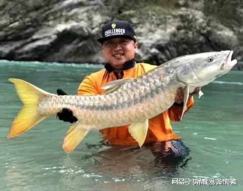 孟加拉皇室金吉羅魚(yú)：孟加拉皇室金吉羅魚(yú)的飼養(yǎng)技巧金吉羅魚(yú)的繁殖方法 吉羅魚(yú)批發(fā) 第2張