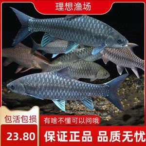 哥拉巴拉吉羅魚：哥拉巴拉吉羅魚在觀賞魚市場上具有一定的地位 吉羅魚批發(fā) 第2張